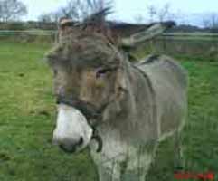 Nenesse