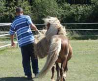 Ketzal un poney reproducteur