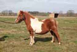 Lorette