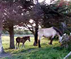 Chevaux au point d'eau