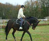 Jument Ocarina en dressage
